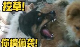 铁头爆料原视频,揭秘原视频背后的惊人真相