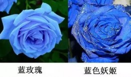 蓝色妖姬在线观看