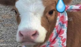 娱乐吃瓜酱的素材