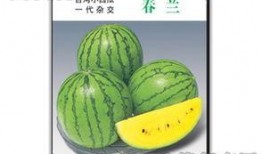 吃瓜娱乐圈小兰花