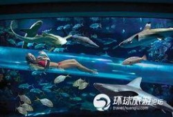 鲨鱼爆料赌城视频播放,鲨鱼爆料视频揭秘幕后真相