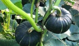 徽县吃瓜网红是谁啊,揭秘徽县网红背后的故事