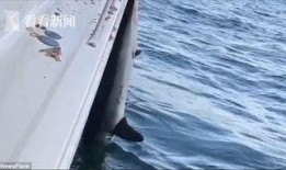 海员爆料渔船视频大全集,渔船生活全纪录视频大盘点