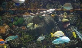 鲨鱼爆料赌城视频播放,鲨鱼爆料视频揭秘幕后真相