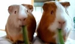 网红小龙鼠吃瓜视频,揭秘网红美食背后的故事