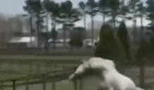 免费吃瓜动态头像图文版,趣味横生的表情包盛宴