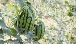 徽县吃瓜网红是谁啊,揭秘徽县网红背后的故事