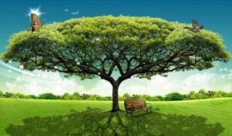 大树爆料张小狮视频大全,张小狮视频大全精彩瞬间大揭秘